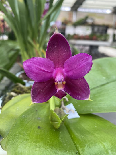 Phalaenopsis Violacea Duftend