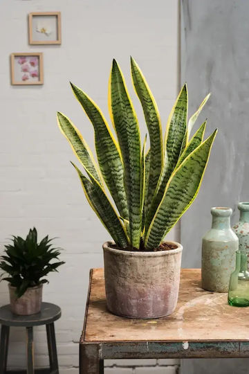 Sanseveria trifasciata Futura Superba Height 35cm