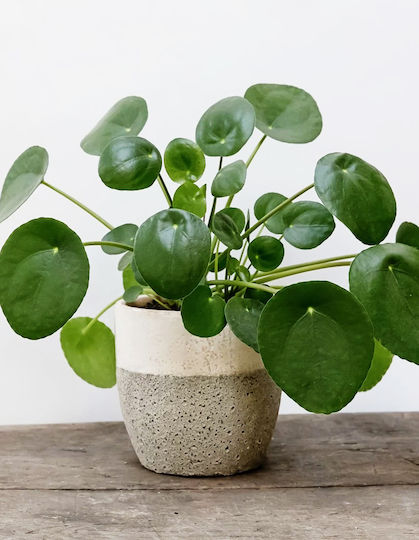 Πιλέα Pilea Peperomioides Πιλέα Pilea Peperomioides