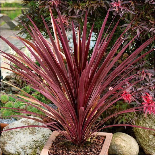 Кордилин Cordyline Australis Red Star