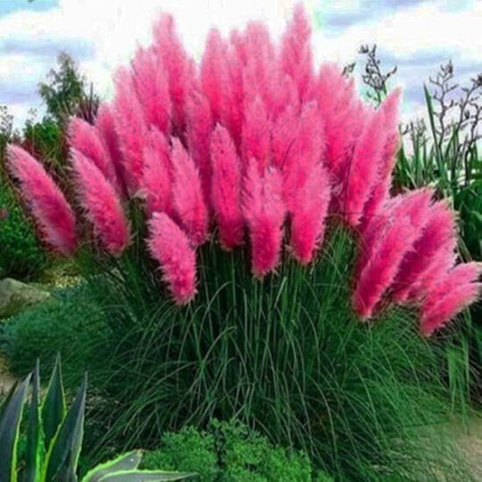 "γυνέριο – Πάμπας" Cortaderia Selloana Rosea Pampas