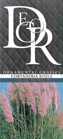 Cortaderia Selloana Rosea Pampas Grass Cortaderia Selloana Rosea Pampas Grass