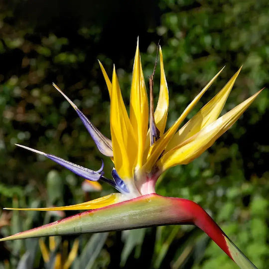 Στρελίτσια Strelitzia Mandela's Gold Premium Στρελίτσια Strelitzia Mandela's Gold Premium