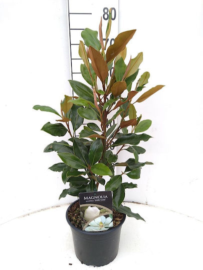 "μαγνόλια” Magnolia Grandiflora Little Gem Αρωματικη "μαγνόλια” Magnolia Grandiflora Little Gem Αρωματικη