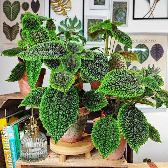 Πιλέα Pilea Moon Valley Πιλέα Pilea Moon Valley