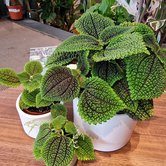 Πιλέα Pilea Moon Valley