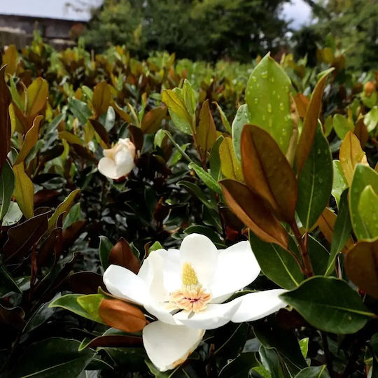 Magnolie Magnolia Grandiflora 'Little Gem' Aromatisch
