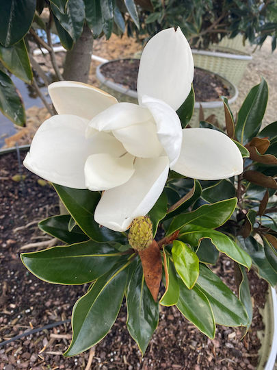 Magnolie Magnolia Grandiflora 'Little Gem' Aromatisch