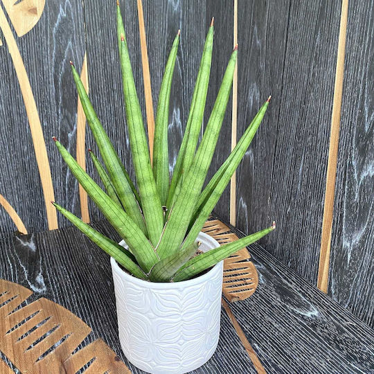 Sansevieria Sansevieria Cylindrica Handshake
