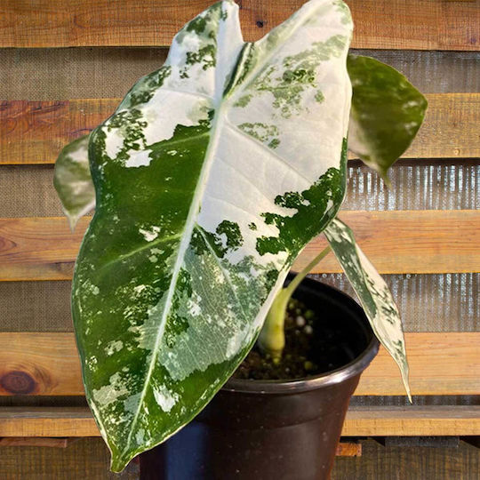 Alocasia Micholitziana Frydek Variegata