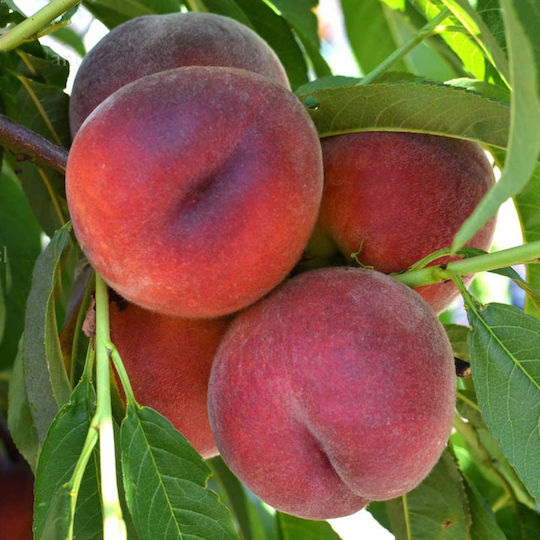 Δέντρο Ροδακινο Royal Peach Δέντρο Ροδακινο Royal Peach
