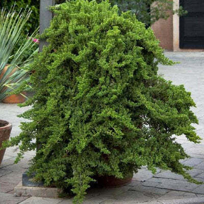 Γιουνίπερο Juniperus Procumbens Nana Γιουνίπερο Juniperus Procumbens Nana
