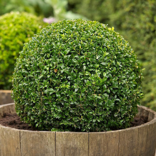 Πυξάρι Buxus Sempervirens