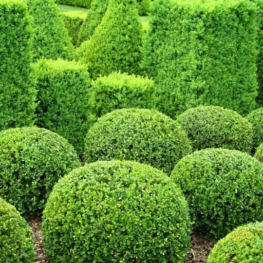 Πυξάρι Buxus Sempervirens