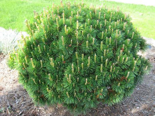 "πεύκο Νάνο" Pinus Mugo Mughus