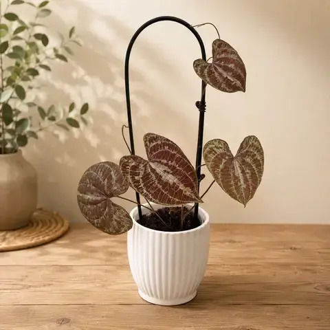 Διοσκουρέα Dioscorea Discolor