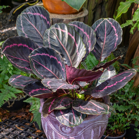 Καλαθέα Calathea Roseopicta Dottie Καλαθέα Calathea Roseopicta Dottie