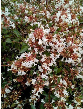 Abelia Grandiflora Aμπέλια