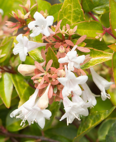 Abelia Grandiflora Aμπέλια