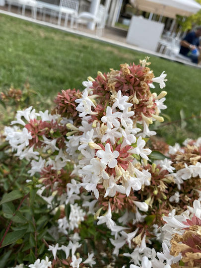 Abelia Grandiflora Aμπέλια