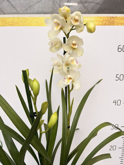 Cymbidium White Art Road Premium cu 2 Tije