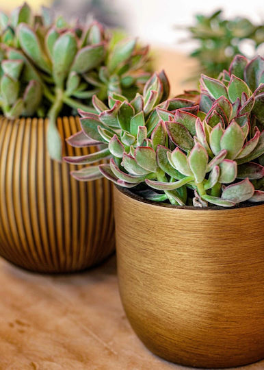 Planter Pot Planter Pot