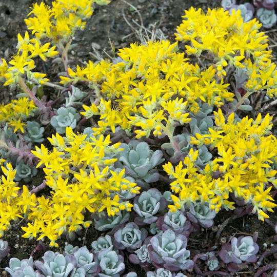 Σέντουμ Sedum Spathulifolium Cape Blanco