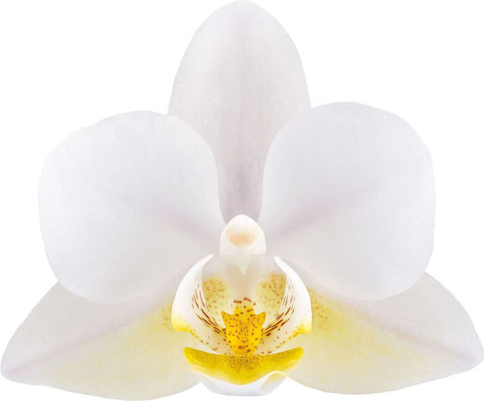 Phalaenopsis Anthura Nazare Botanic Mucho 4-8 Stiele Phalaenopsis Anthura Nazare Botanic Mucho 4-8 Stiele