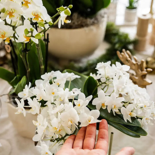 Phalaenopsis Anthura Nazare Botanic Mucho 4-8 Tulpini