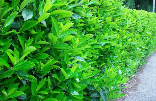 Viburnum Lucidum