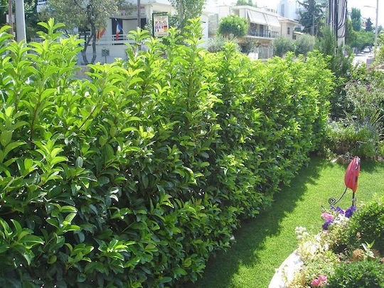 Viburnum Lucidum