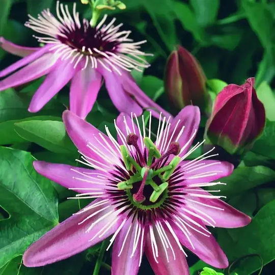 Ceas Floarea Pasiunii Passiflora Victoria