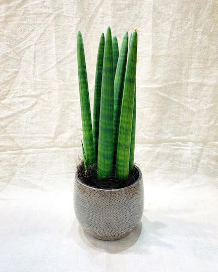 Sansevieria Cylindrica în ghiveci Kokodama