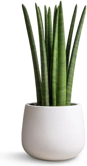 Sansevieria Cylindrica în ghiveci Kokodama