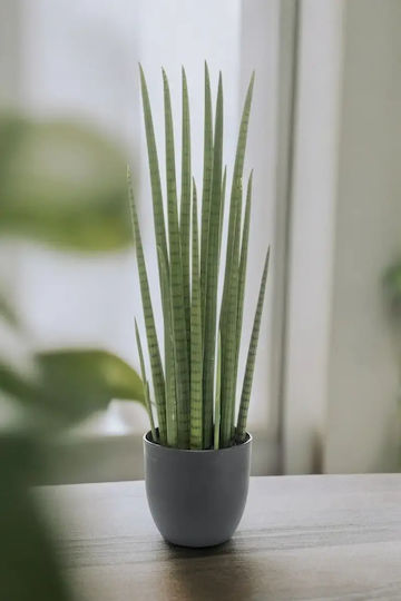 Sansevieria Cylindrica în ghiveci Kokodama