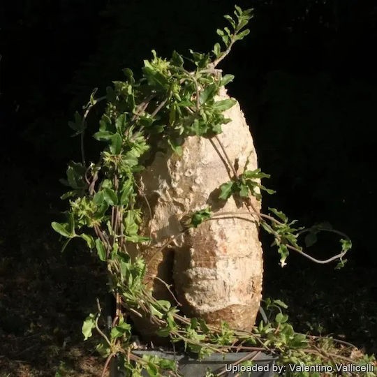 Fockea Edulis