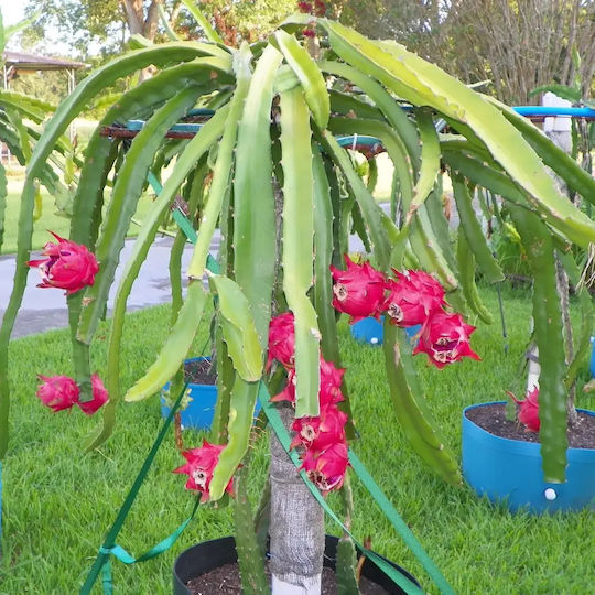 "ντράγκον Φρουτ" Hylocereus Undatus Dragon Fruit