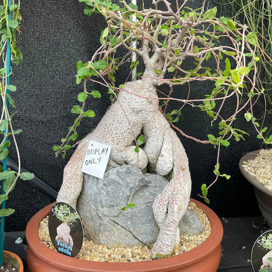 Fockea Edulis