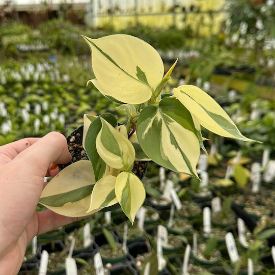 Φιλόδενδρο Philodendron Rio Gabriella