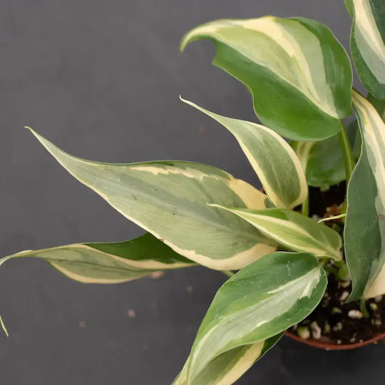 Φιλόδενδρο Philodendron Rio Gabriella