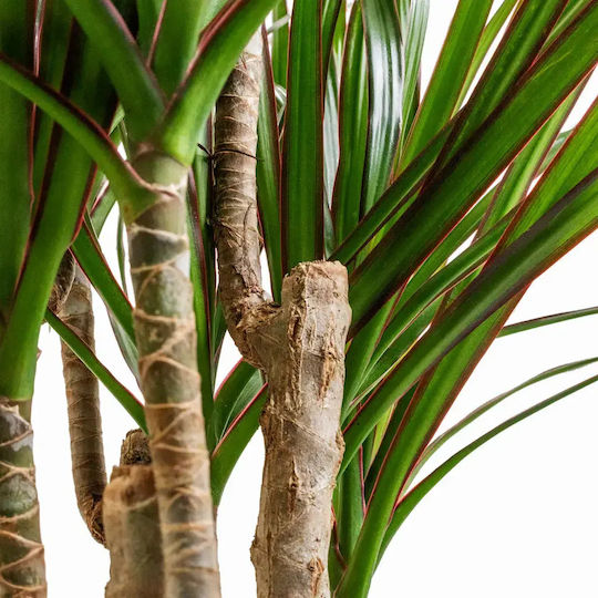 Dracaena