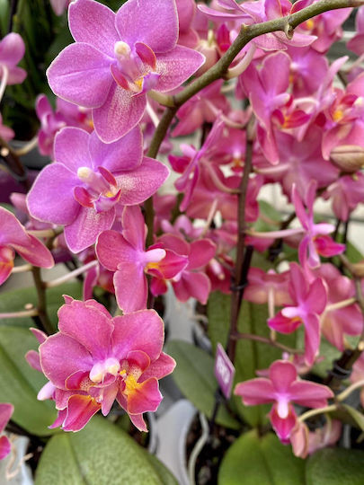 Phalaenopsis Multiflora Розова Aromio Floral Opti-flor Ароматна Без Цветя