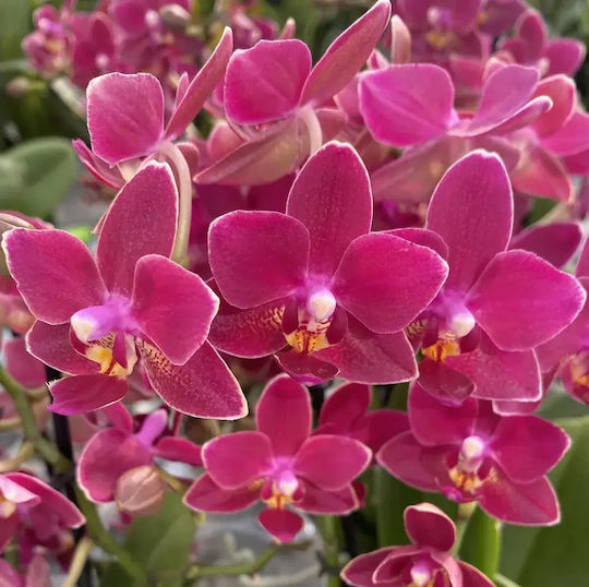 Phalaenopsis Multiflora Розова Aromio Floral Opti-flor Ароматна Без Цветя