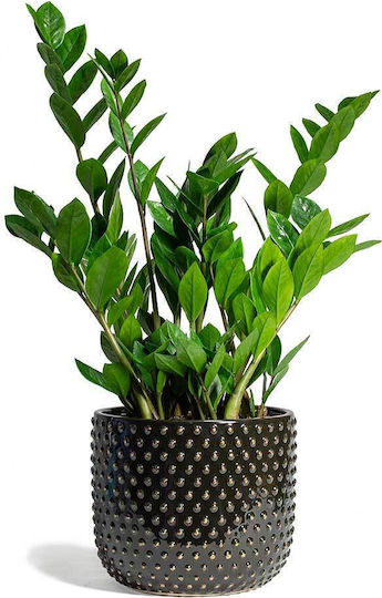 Замия Zamioculcas Zamiifolia 10+ XXL