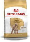 Royal Canin Poodle Adult 1.5kg Trockenfutter für erwachsene Hunde kleiner Rassen mit Geflügel und Reis