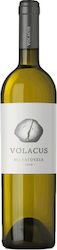 Volacus Winery Λευκό Ξηρό 750ml