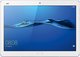Huawei MediaPad M3 Lite 10.1" Tablet με WiFi & 4G (3GB/32GB)