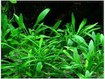 Cryptocoryne parva(ΦΠ)