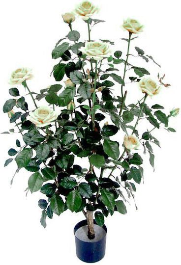 Rose in Topfpflanze Weiß Zaros