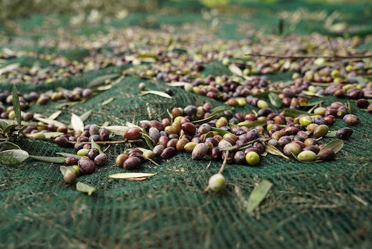 Olivenet Economy Olive Harvesting Net 80gr/m² 8x14m